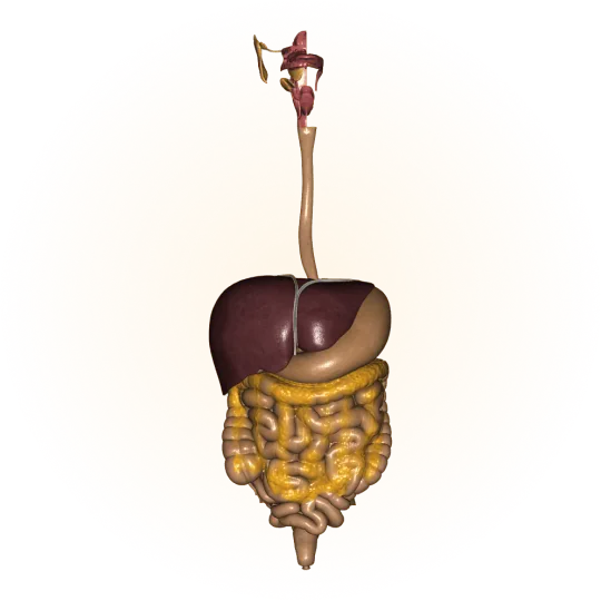 Digestive system
