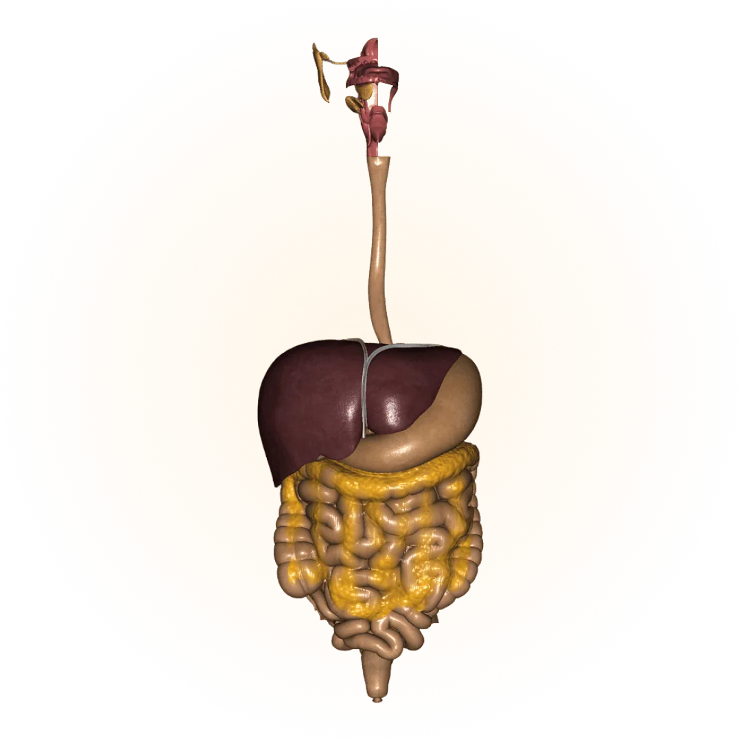 3D model of the digestive system
