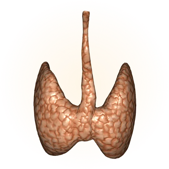Endocrine system