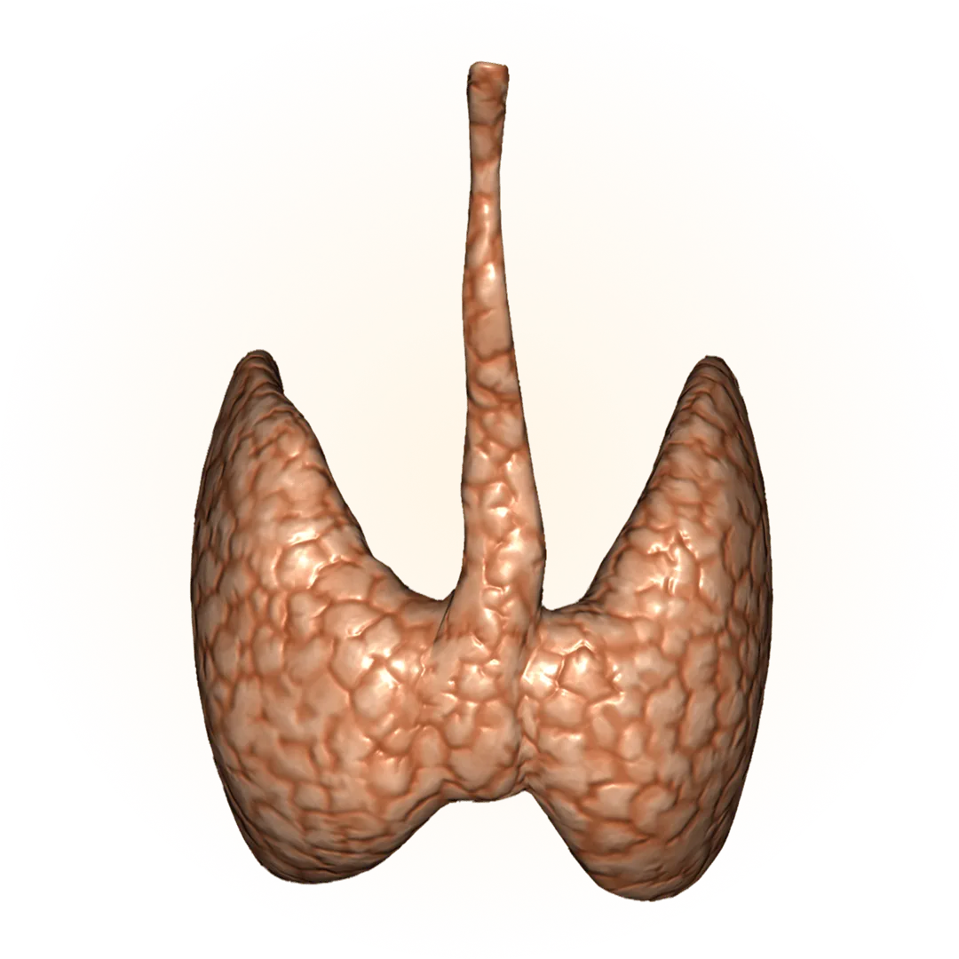 3D model of the endocrine system