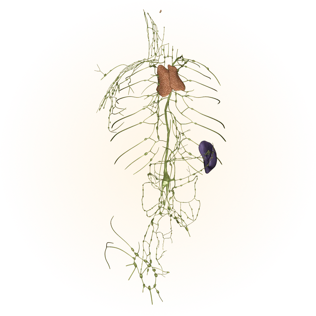 3D model of the lymphatic system