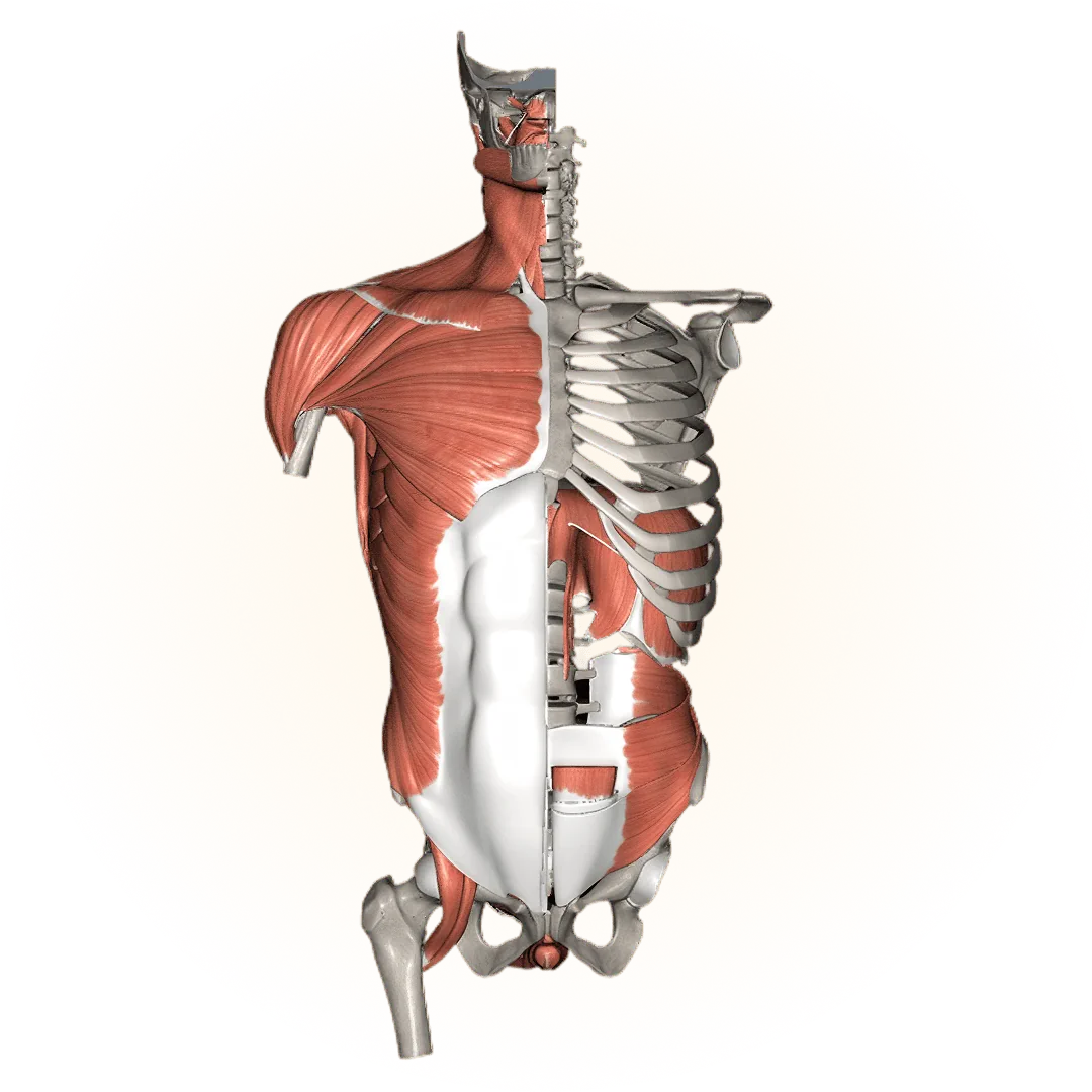 3D model of the musculoskeletal system