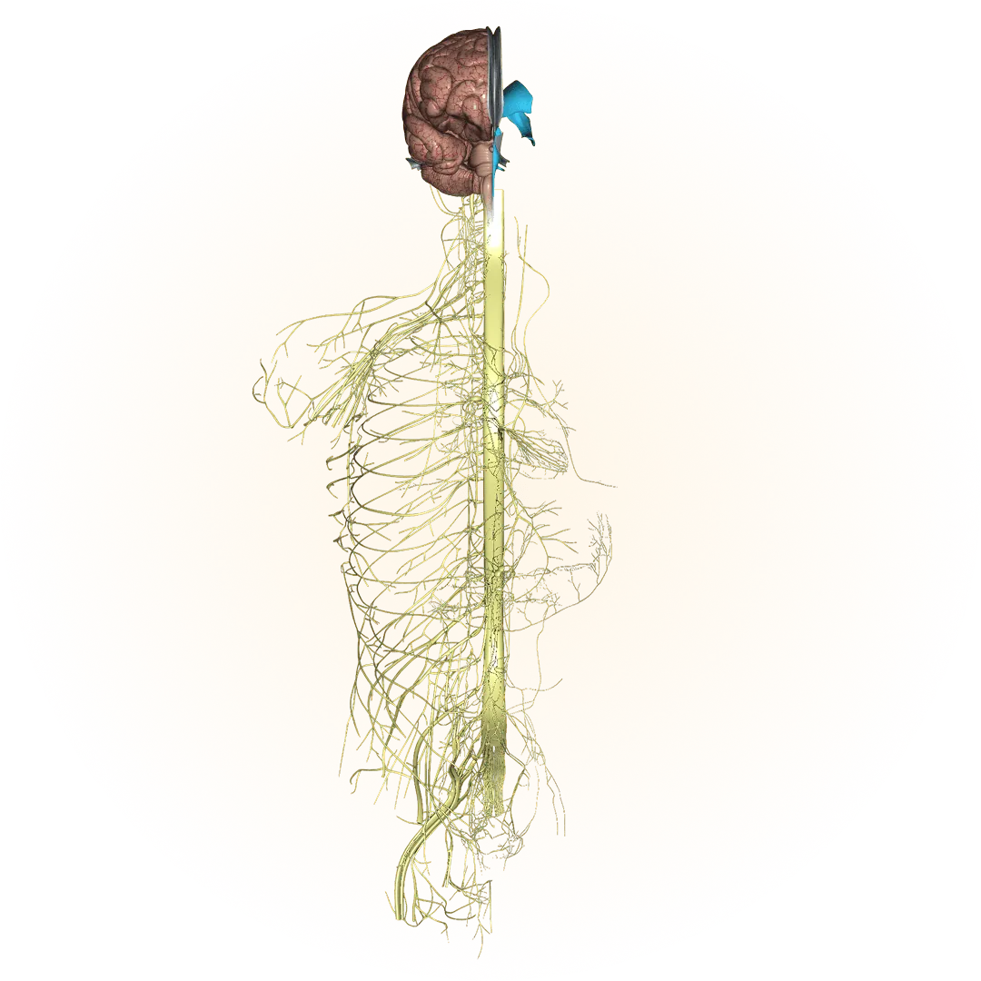 3D model of the nervous system