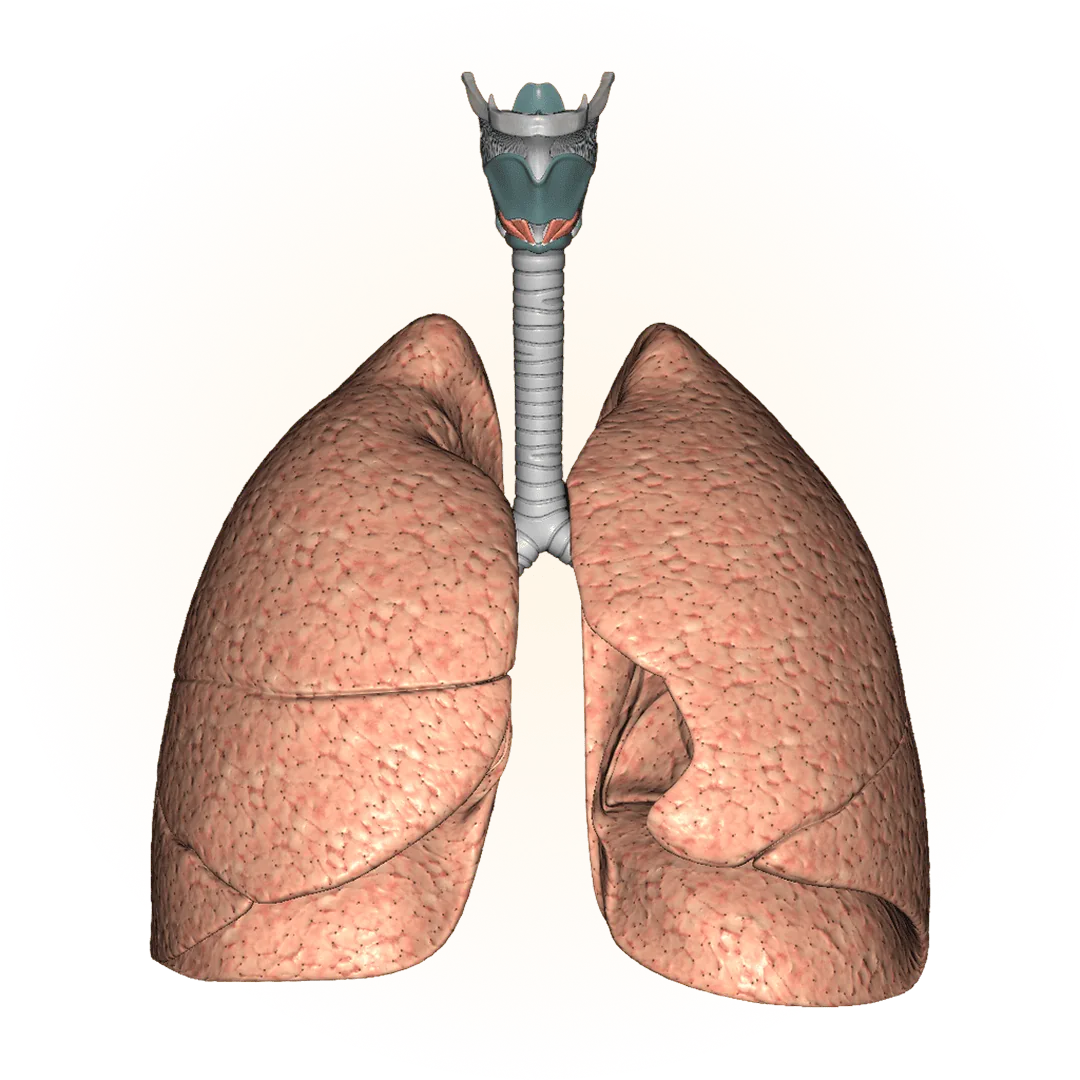 3D model of the respiratory system