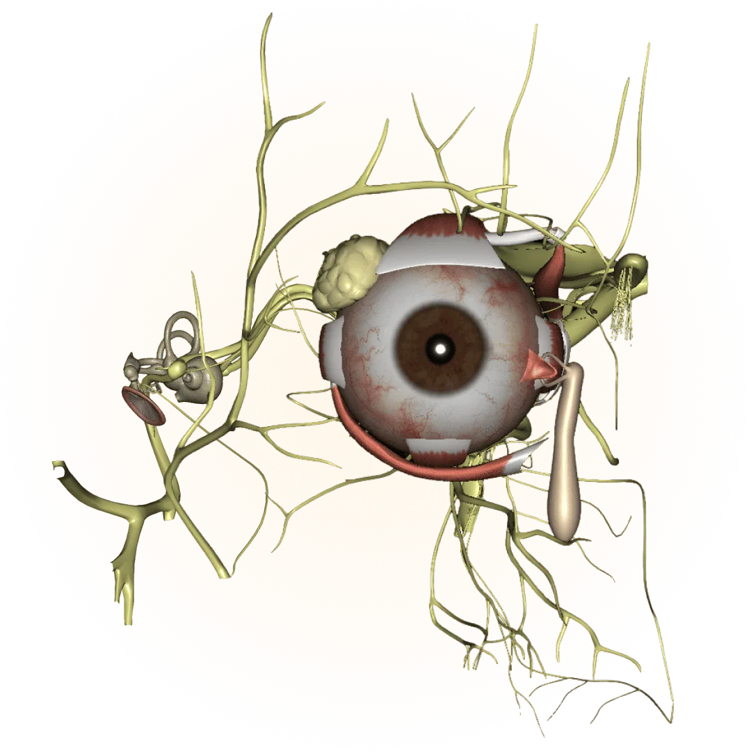 3D model of the sense organs