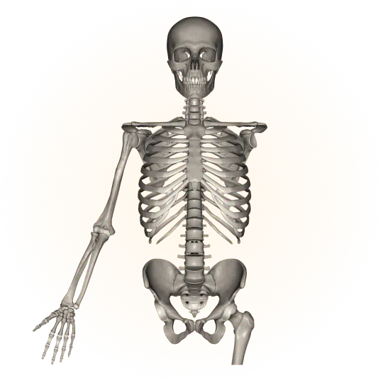 Skeletal system