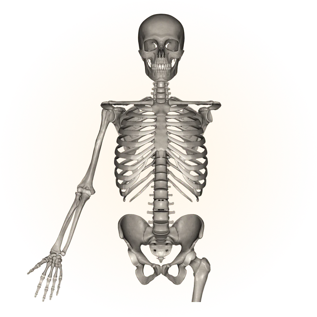 3D model of the skeletal system