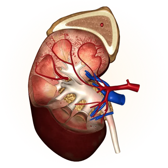 Urogenital system
