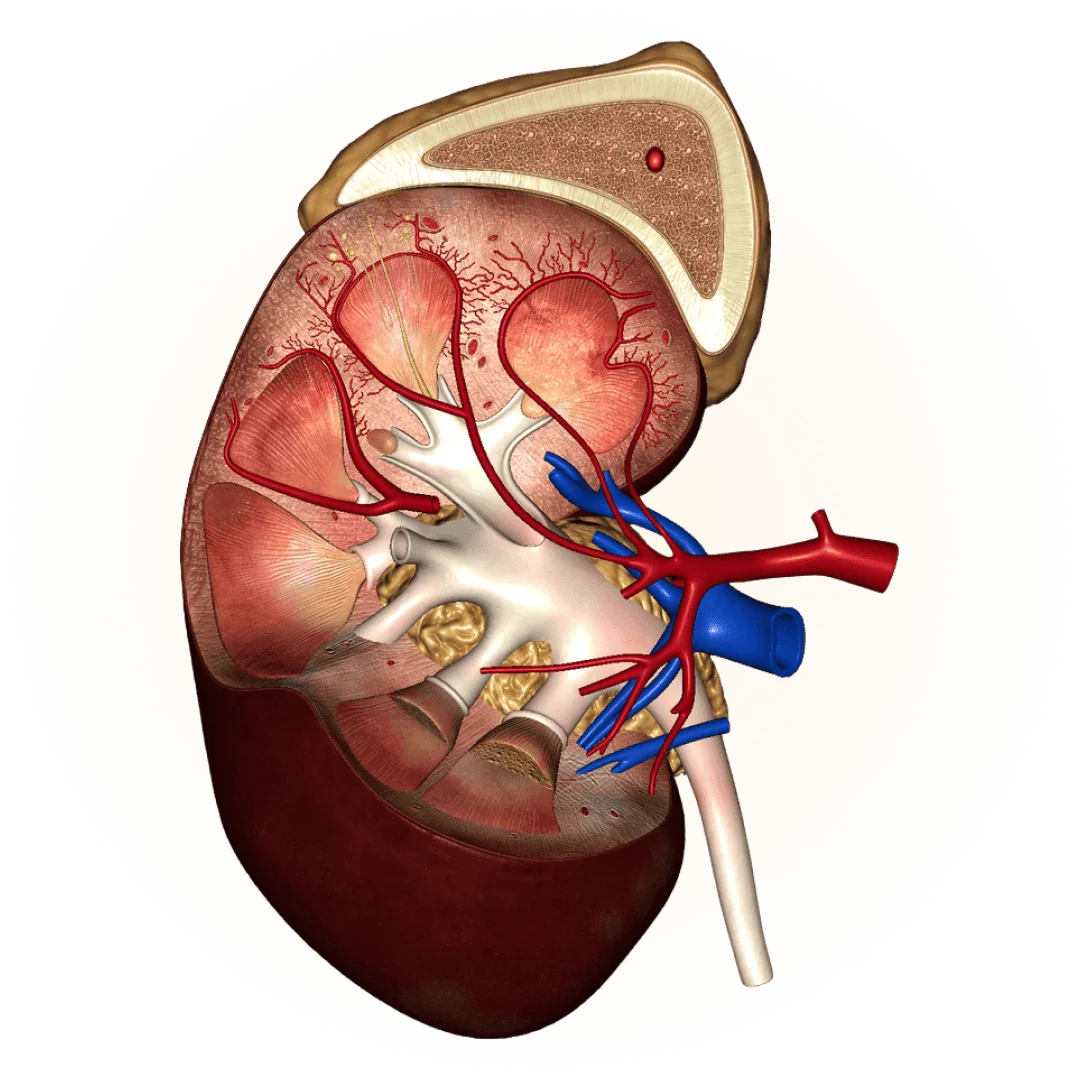 3D model of the urogenital system